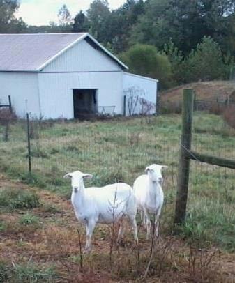 A Story About Stressed Sheep - Brooks Farm TN